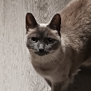 lost-in-the-dreamscape avatar