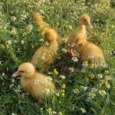 lost-inn-paradise avatar