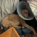 lost-to-the-voidfish avatar