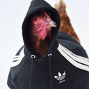 lostcoefficient avatar