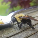 lostfishmonger avatar