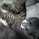 lostgirl182-blog avatar