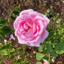 lostinmirkwood avatar