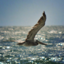 loststatichero avatar