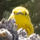 lotsofbirds avatar