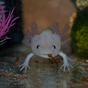 lottalotls-blog avatar
