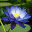 lotus-eclips avatar