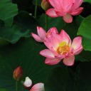 lotus-of-light avatar