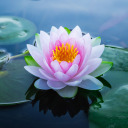 lotus-soup-pot avatar