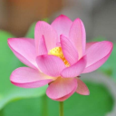 lotusblossomdreams avatar