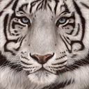 lotusscentedtiger avatar