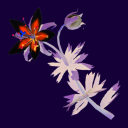 louderprincesss avatar