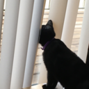 loudlittleecho avatar