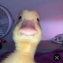 louieshortforratatouille avatar