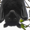 louisluvstruck avatar