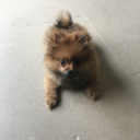 louisthepom avatar