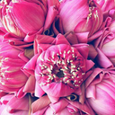 loulou-des-bois avatar