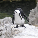 lousy-penguin-blog avatar