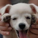 love-owlpenguin avatar