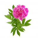 love-pearls-peonies avatar