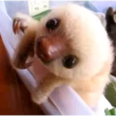 love-sloths avatar