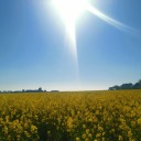 love1nedirection avatar