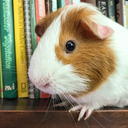 lovealloftheguineapigs avatar