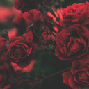 lovealwaysmeee avatar