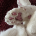 loveandbloodandrhetoric avatar