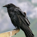 loveanddeathrock avatar