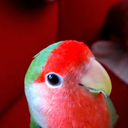 lovebird-papinen avatar