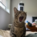 lovebugluvebog avatar