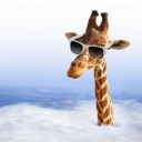 lovechildofgiraffe avatar