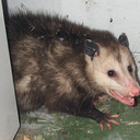 lovedeadopossum-blog avatar