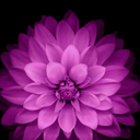 lovedeathbirdd avatar