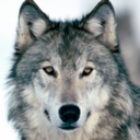 loveforwolves avatar