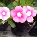 lovefreebouquettree avatar