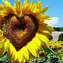 loveheartbeat avatar