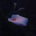 loveidiotlover-blog avatar