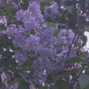 loveinlilacs avatar