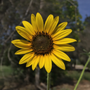 loveisaruthllessgame avatar