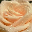 loveisintheair49 avatar