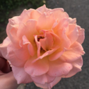 loveisloveislustislove avatar