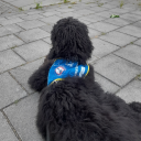 loveletters-fromthevoid avatar