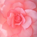 lovelierthanwords avatar