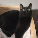 loveliestoftrees avatar