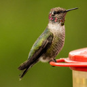 lovelifenovice avatar