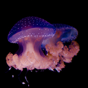 lovelightandlyrics avatar