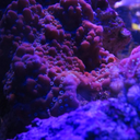 lovelivingreef avatar