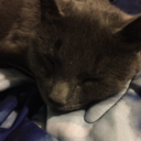 lovely-bastet avatar